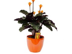 Calathea Crocata (Calathea Crocata)