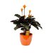 Calathea Crocata (Calathea Crocata)